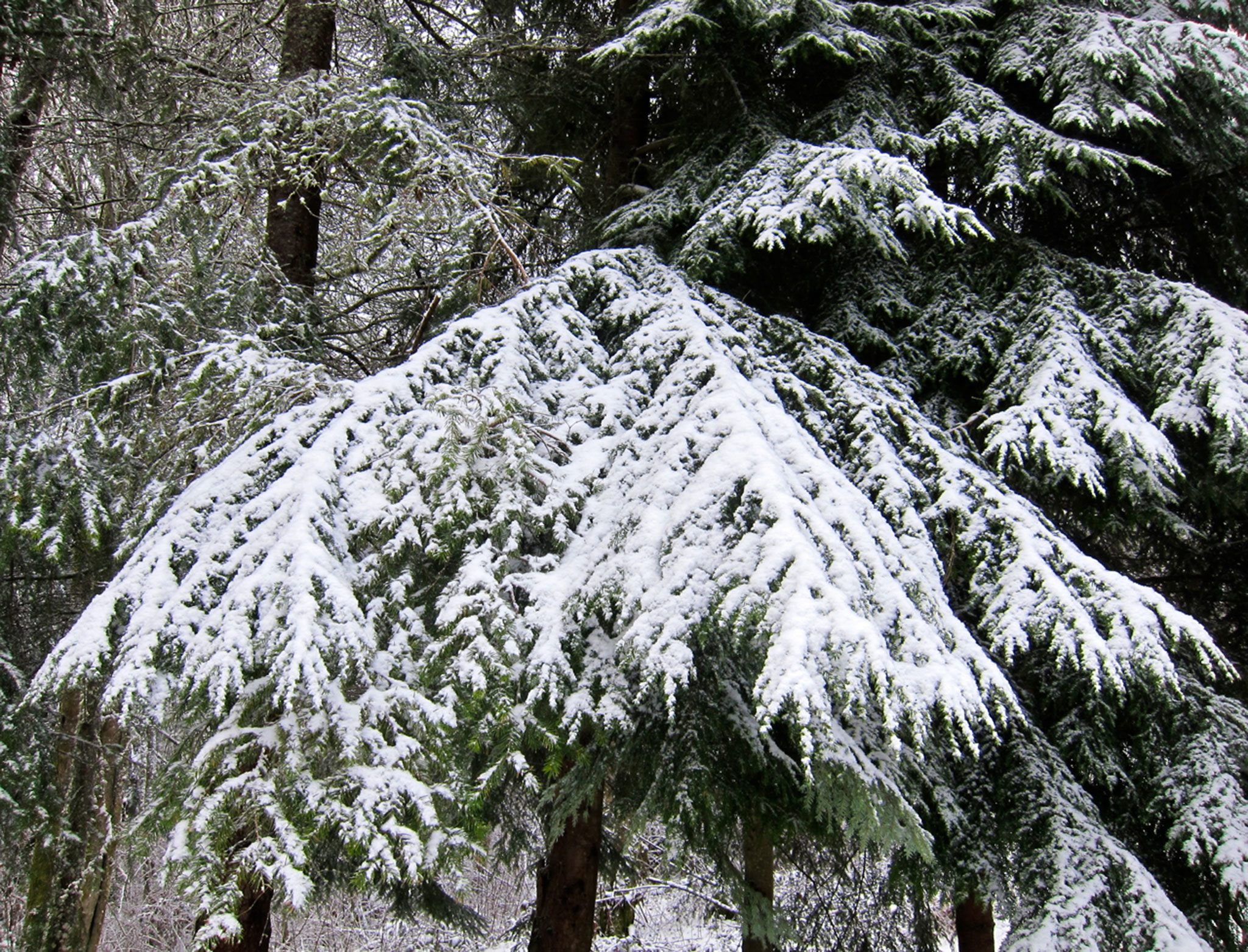 Snow on fir, by Judith Ryan of Kingston