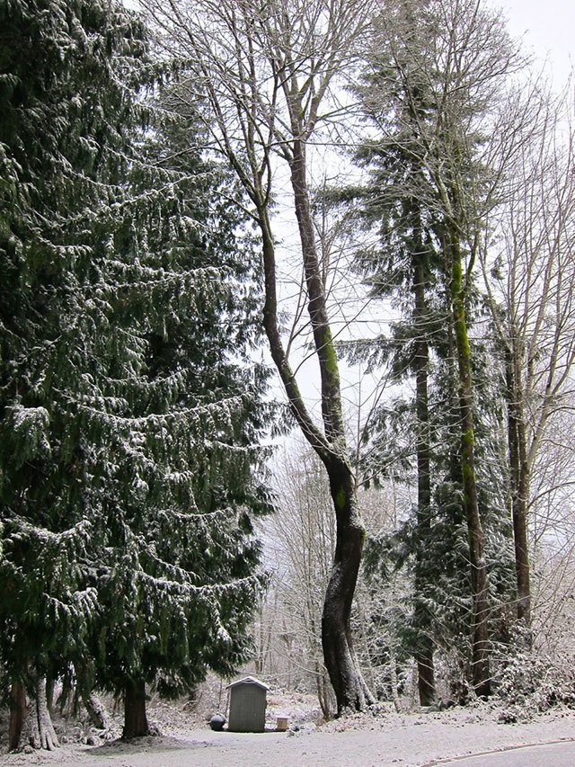 Snow on trees, by Judith Ryan of Kingston