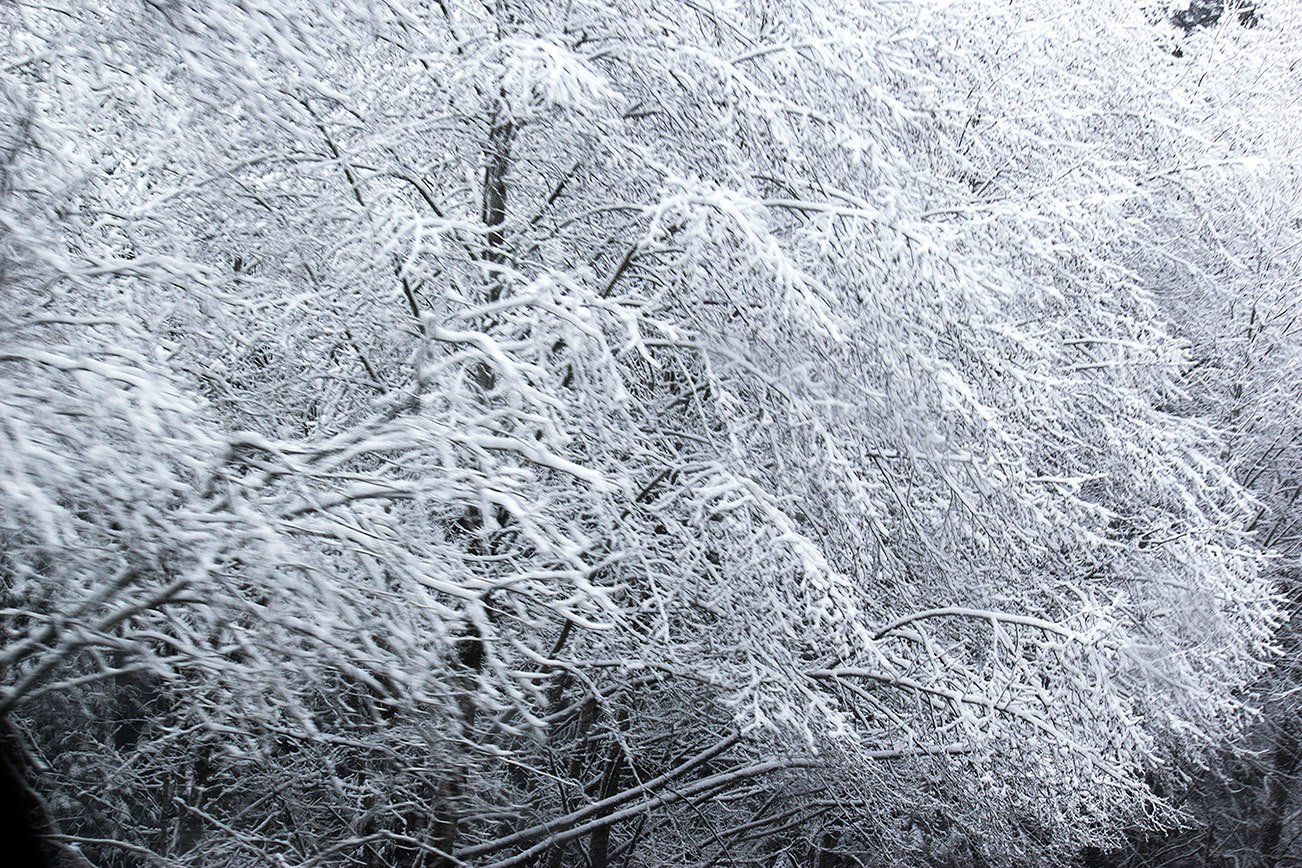 Snow-covered trees in Poulsbo Feb. 6. (Sophie Bonomi / Kitsap Daily News)