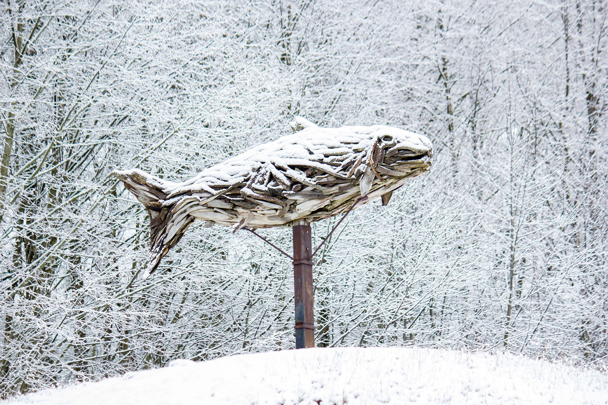 Snow covers the large driftwood fish sculpture at Poulsbo’s Fish Park, Feb. 6. (Sophie Bonomi / Kitsap Daily News)