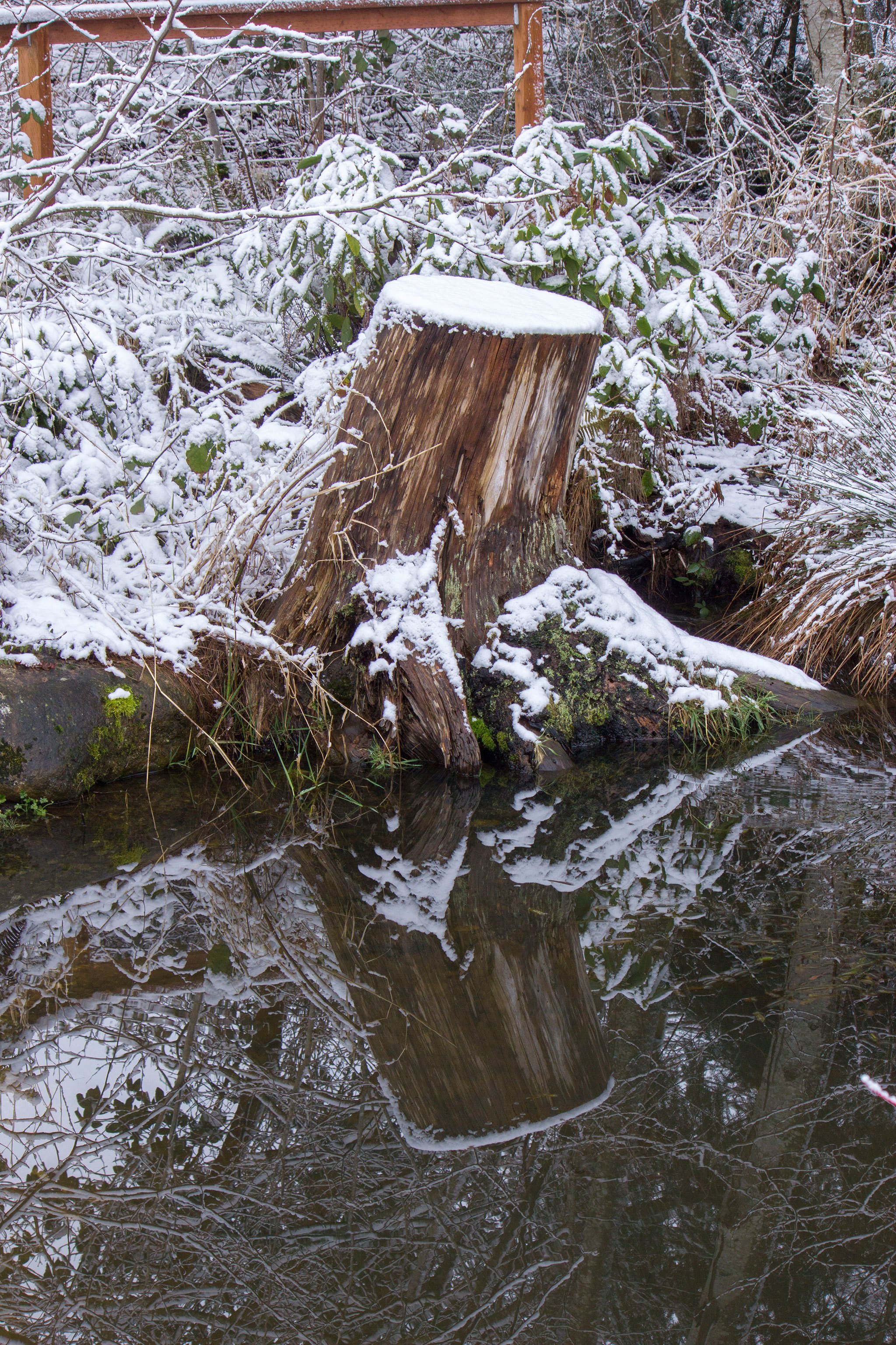 A snow-covered tree stump is reflected in the water at Fish Park Feb. 6. (Sophie Bonomi / Kitsap Daily News)