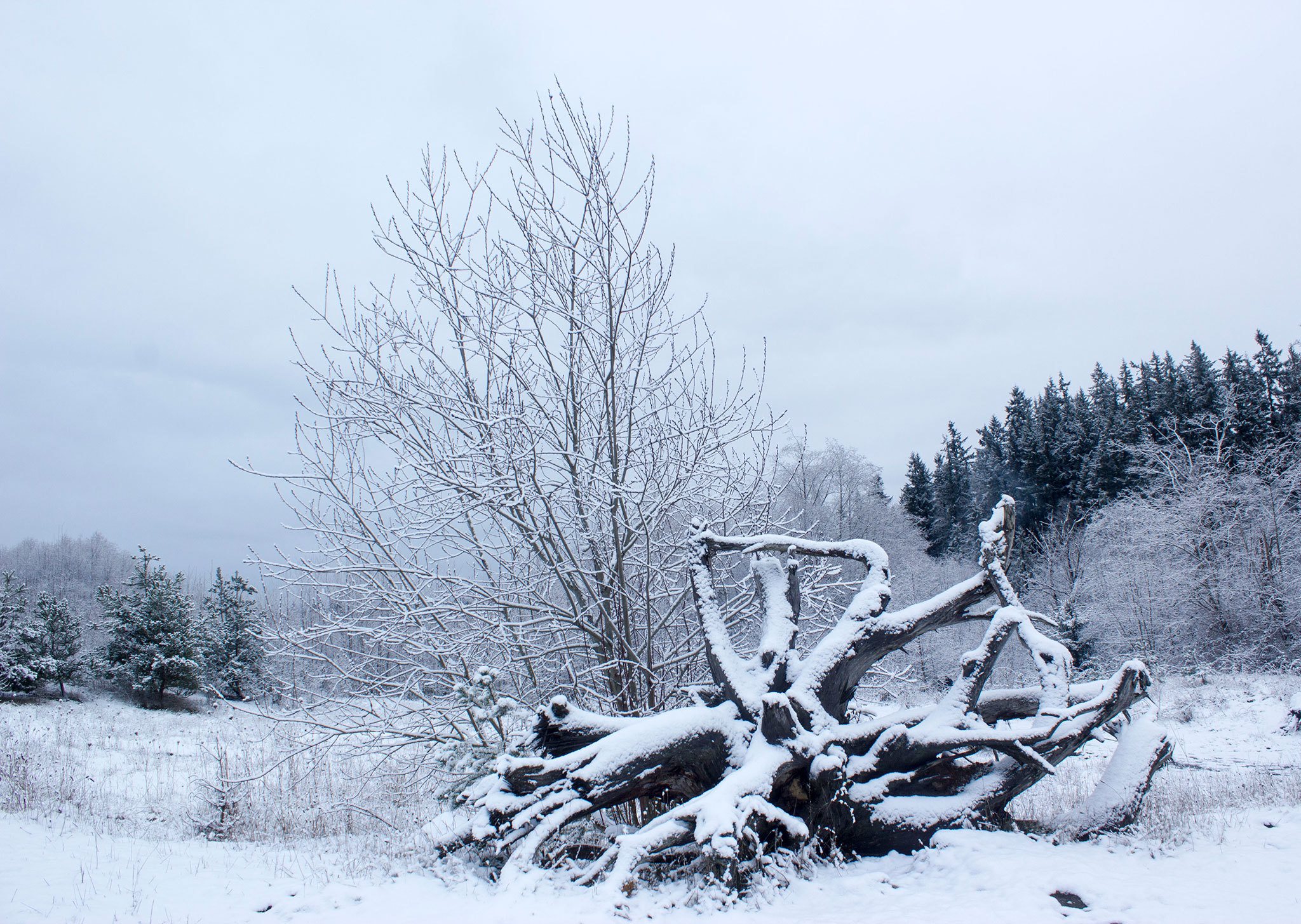 Branches are covered with snow at Fish Park Feb. 6. (Sophie Bonomi / Kitsap Daily News)