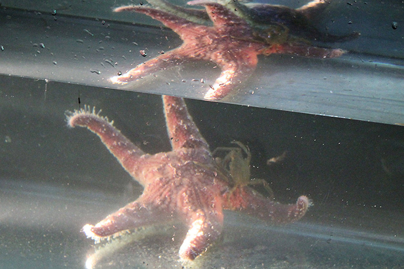 The Sea Star in the viewing tank was a encouraging sight. According to beach naturalists, the Sea Star population on the West Coast was decimated by a wasting disease for several years running.                                Terryl Asla/Kitsap News Group