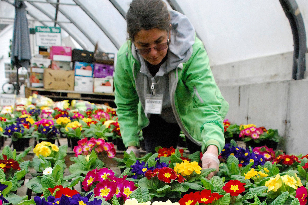 South Kitsap Helpline accepting preorders for Mother’s Day hanging baskets