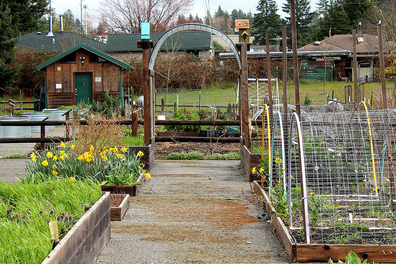 There are 68 plots rented out to the community in the Blueberry Park P-Patch community garden in Bremerton.                                Michelle Beahm / Kitsap News Group