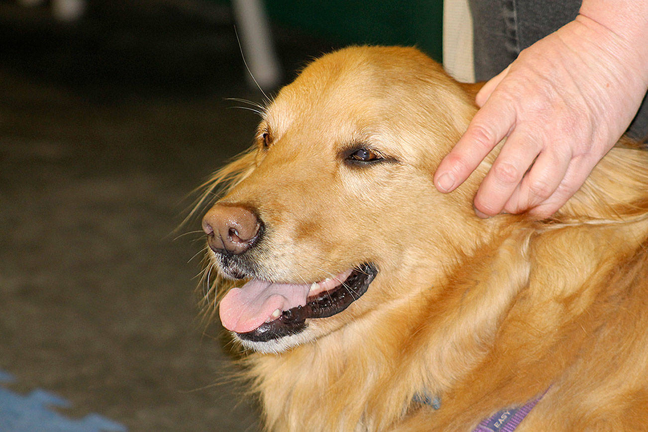 ‘She’s my ears’: The special bond between hearing dogs and their human partners