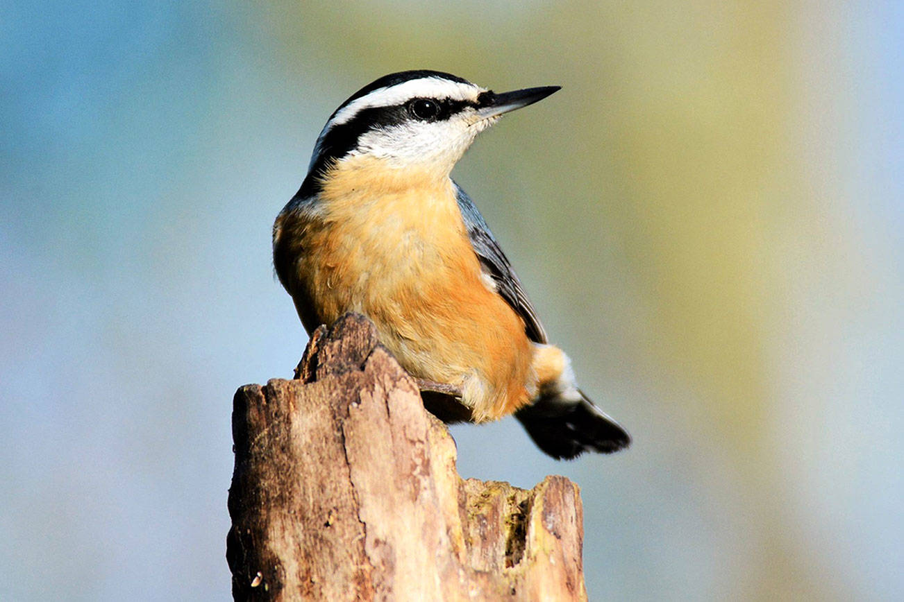 Red-breasted Nuthatches often hang upside down on suet feeders. Their song has been compared to the sound of a tiny tin bugle. (Carrie Griffis / Contributed)