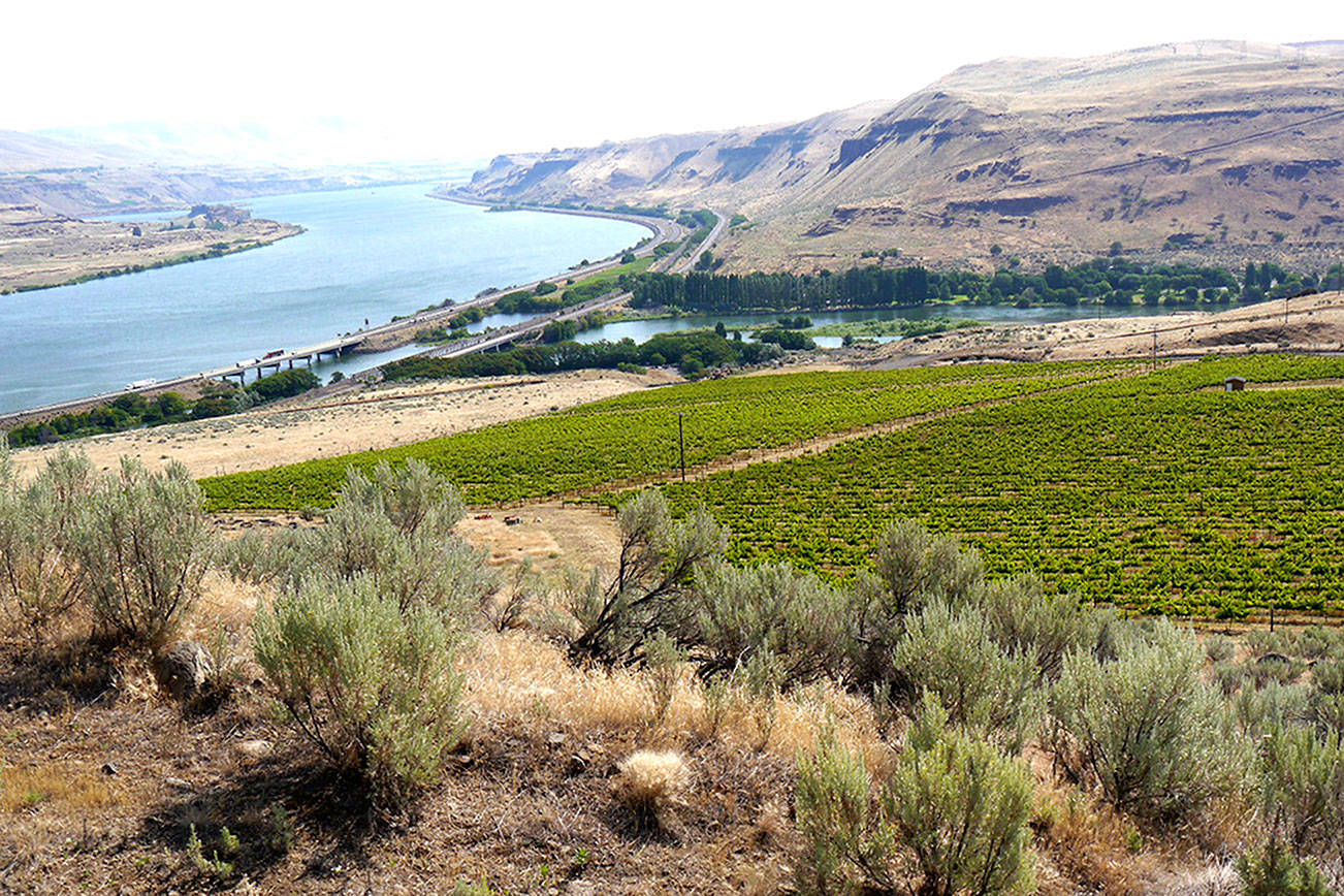 Syrah is playing a key role in Northwest red blends | Northwest Wines