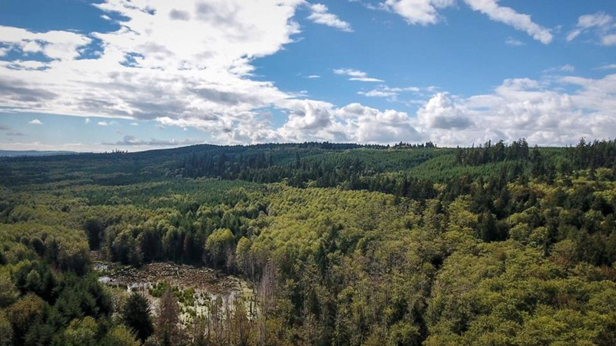 Tim and Beverly Ryan’s $150,000 gift will conserve 60 acres of Port Gamble-area forestland. (Forterra/Courtesy)