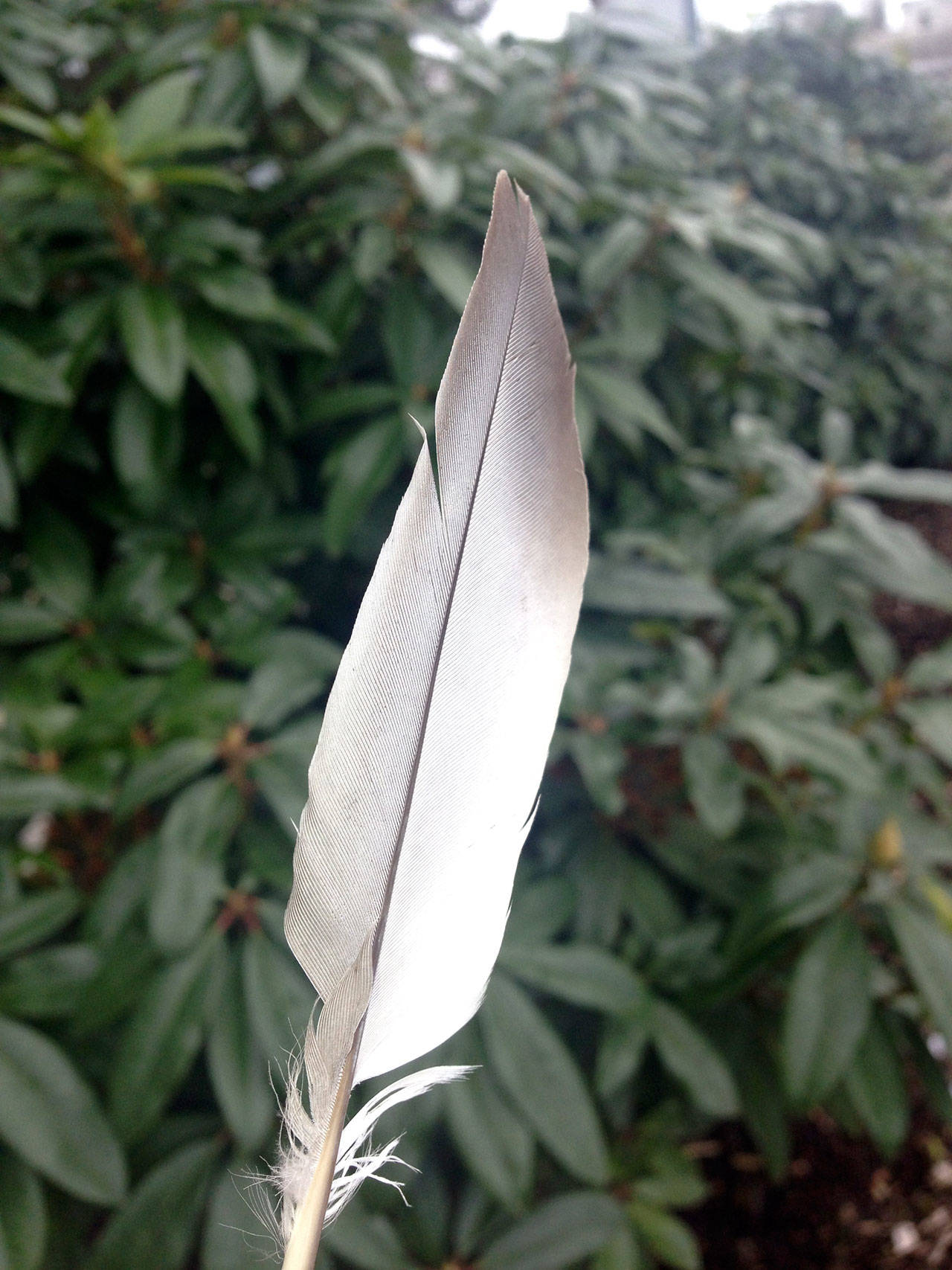 A Jay feather found on a sidewalk in Poulsbo. (Sophie Bonomi / Kitsap Daily News)