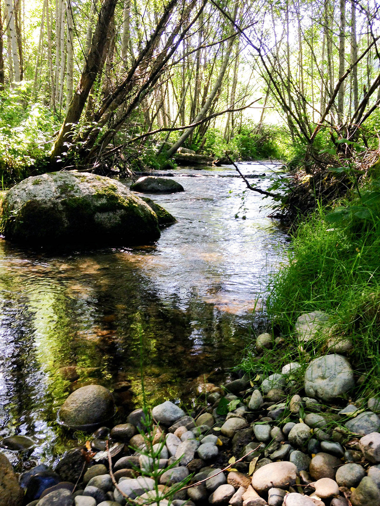 The scorecard: Kitsap County’s streams and bays | State of our Waters