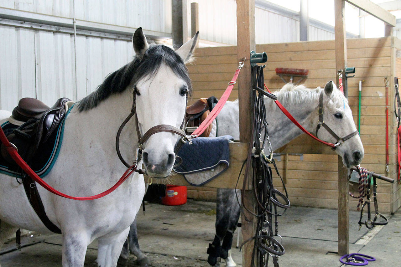Horses wait in the wings for their cue to perform in their events at Sandamar Farm, April 15. (Terryl Asla/ Kitsap News Group)