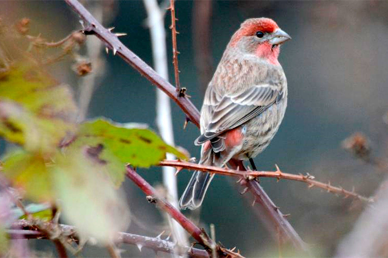 Can you name that bird? | Kitsap Birding