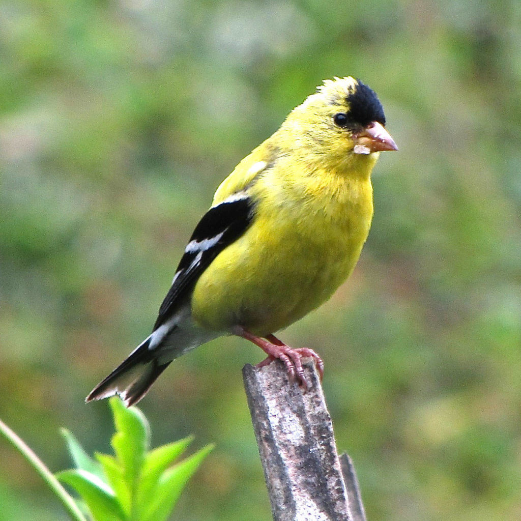 Can you name that bird? Kitsap Birding Kitsap Daily News