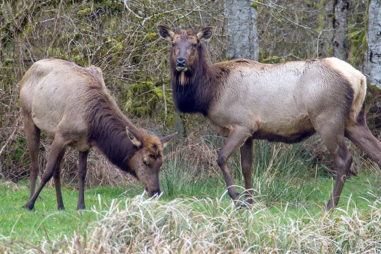 New agreement: Large-scale restoration and renewal planned for 30 miles of Hoh River