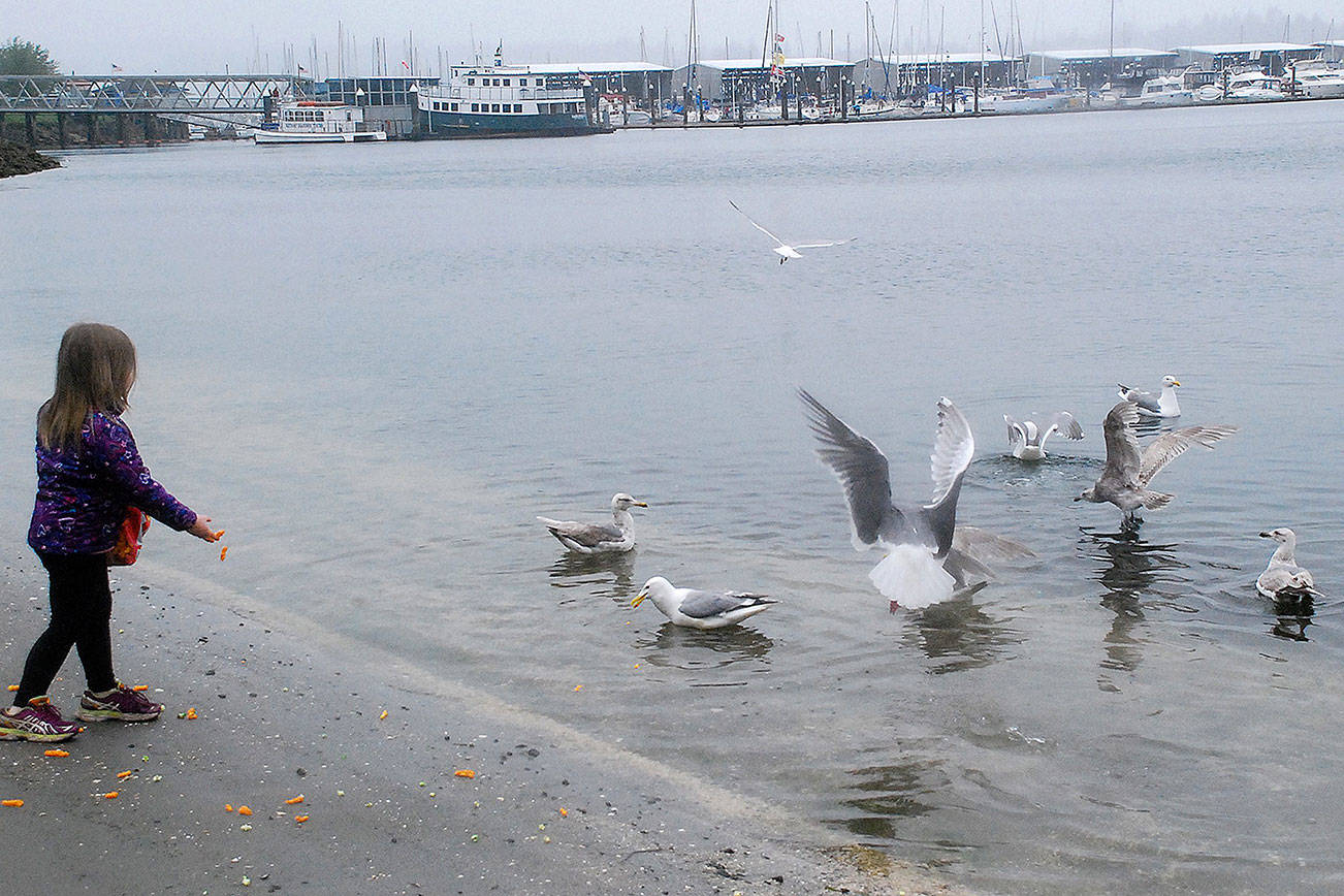 Befriend a bird: It may be your key to seagull calling win