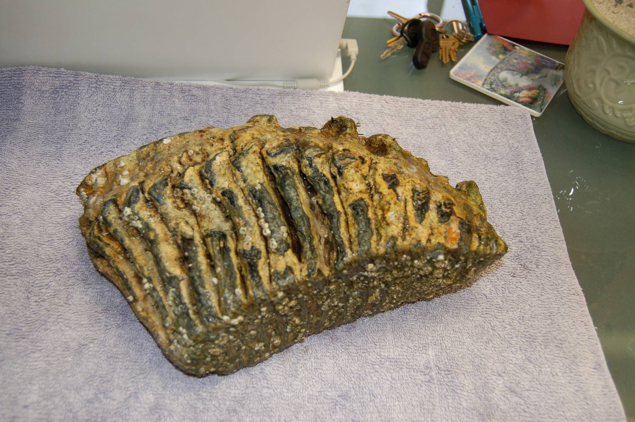 A Columbian mammoth molar estimated to be 19,000-20,000 years old sits on the desk of Sequim resident Lori Christie at her office at JACE Real Estate. She and Dean Flowers found the molar while walking along a public beach in Sequim. (Erin Hawkins/Olympic Peninsula News Group)