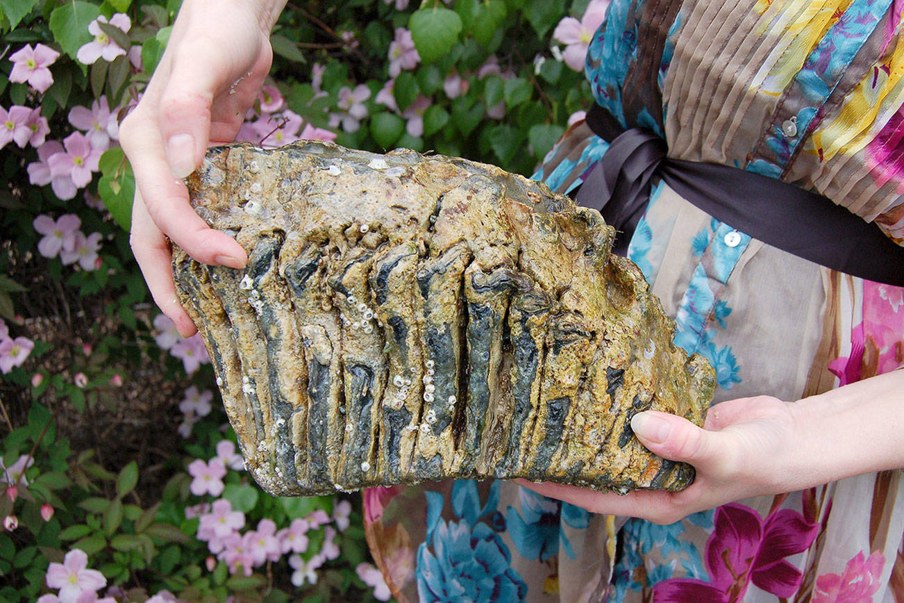 A big find: Mammoth molar discovered on Sequim beach
