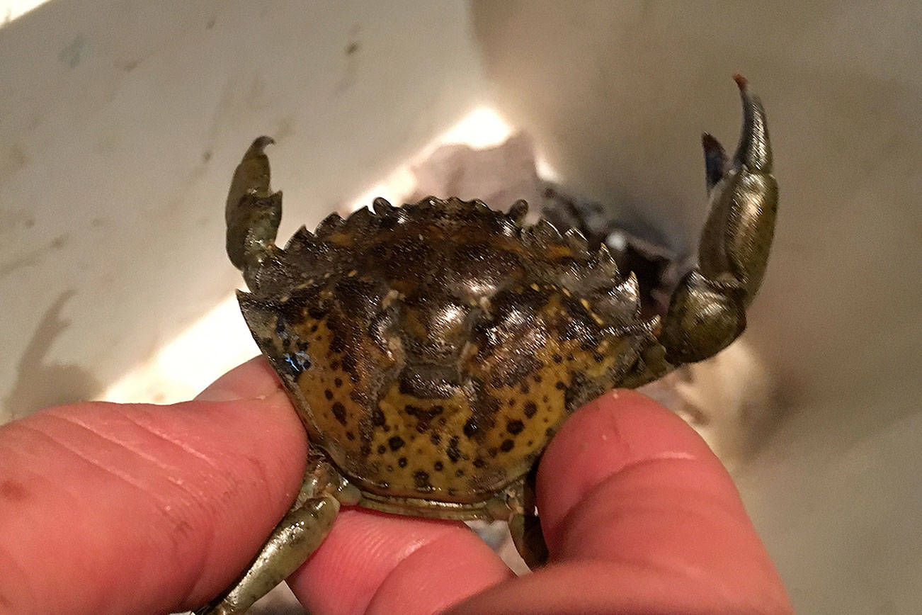 More invaders found: Invasive green crabs on the rise on Olympic Peninsula