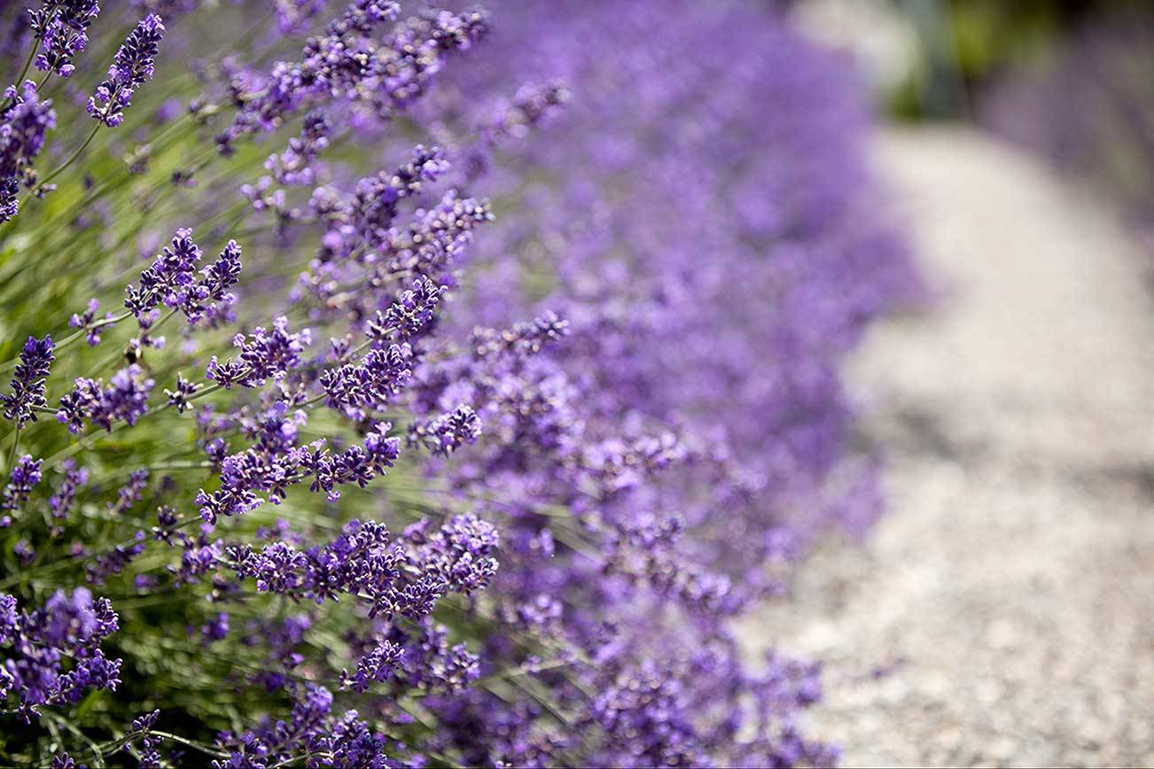 According to Kingston Lavender Festival organizer Matt Kelley, “Our region just happens to be one of the world’s best places to grow lavender.” (Tasha Vanasse / Contributed)