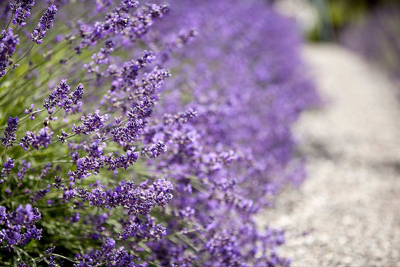 The Kingston Lavender Company make candles, soap and other products from locally-grown lavender. (Tasha Vanasse / Contributed)