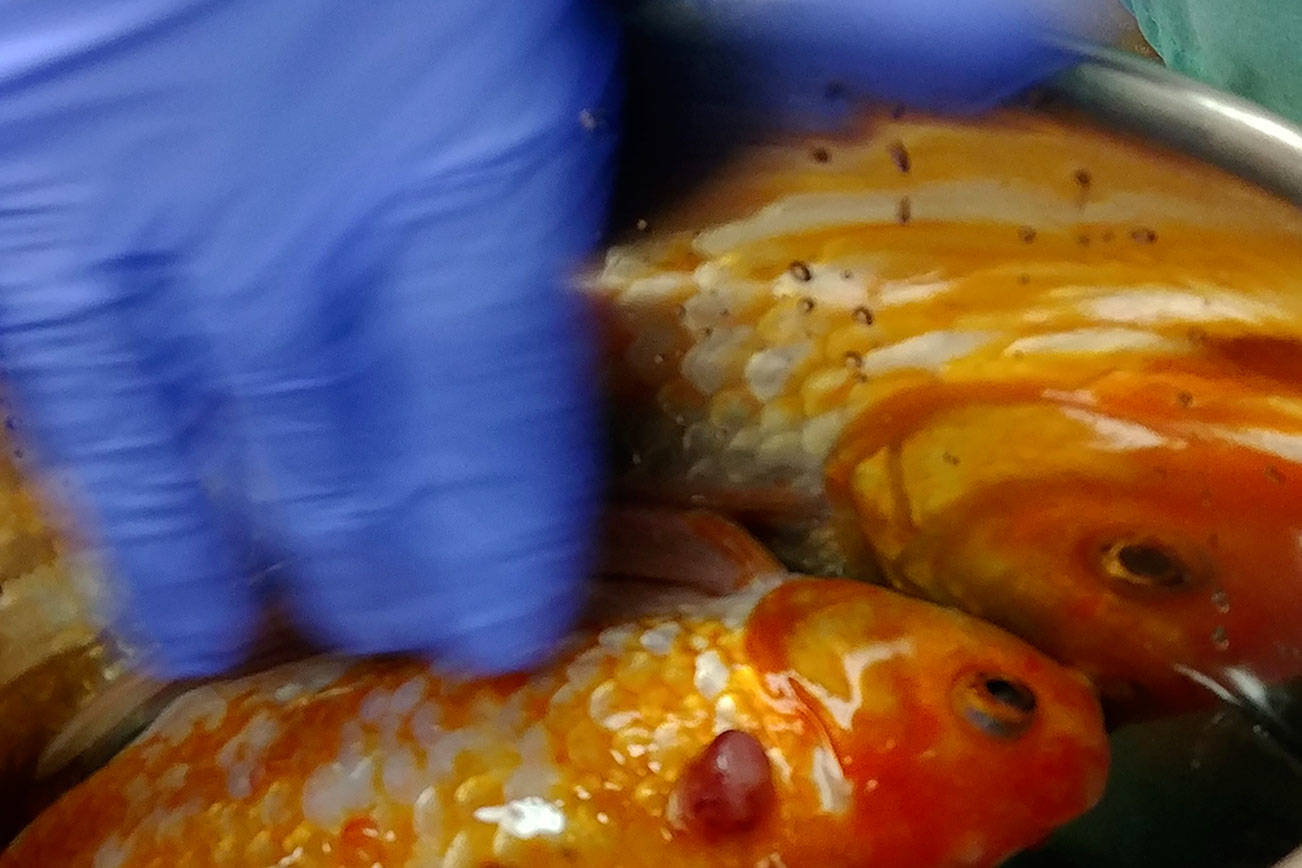 Dr. Craig Adams of Poulsbo Veterinary Clinic removed a tumor from Bubbles, a goldfish. (Courtesy photo)
