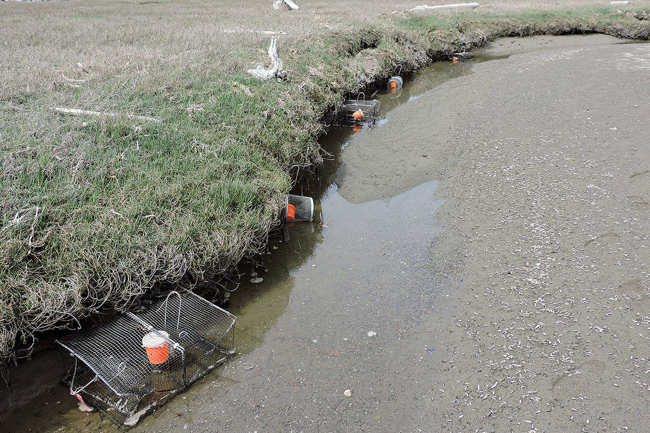 Invasive green crab count rises to 72 on Dungeness Spit