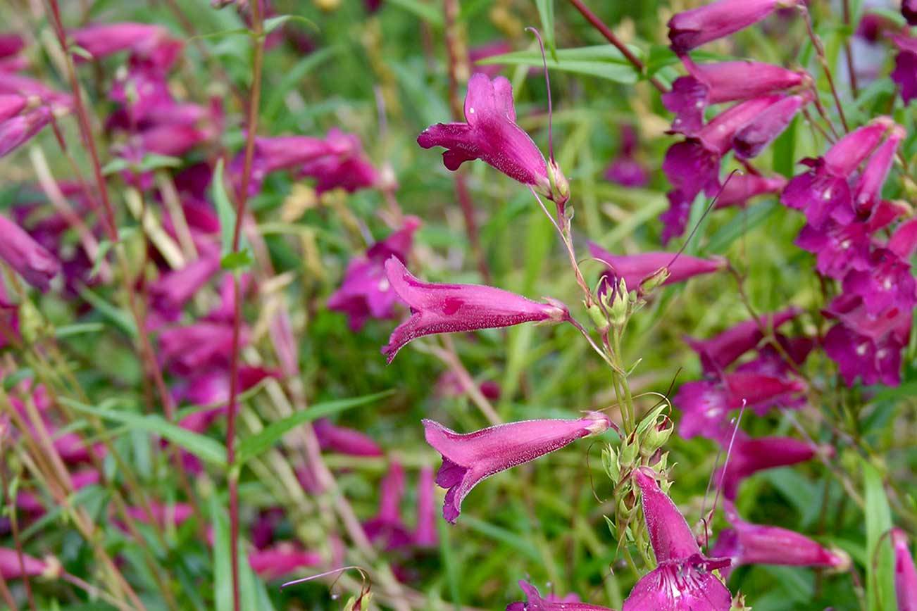 Well-grown Penstemon ‘Blackbird’ is known to carry up to 75 flowers per stem. (Debbie Teashon/Contributed)