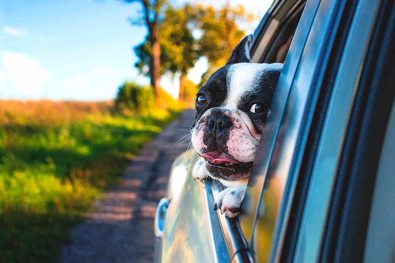 Don’t leave your pet alone in a vehicle, especially in warmer weather. (Kitsap Humane Society/Contributed)