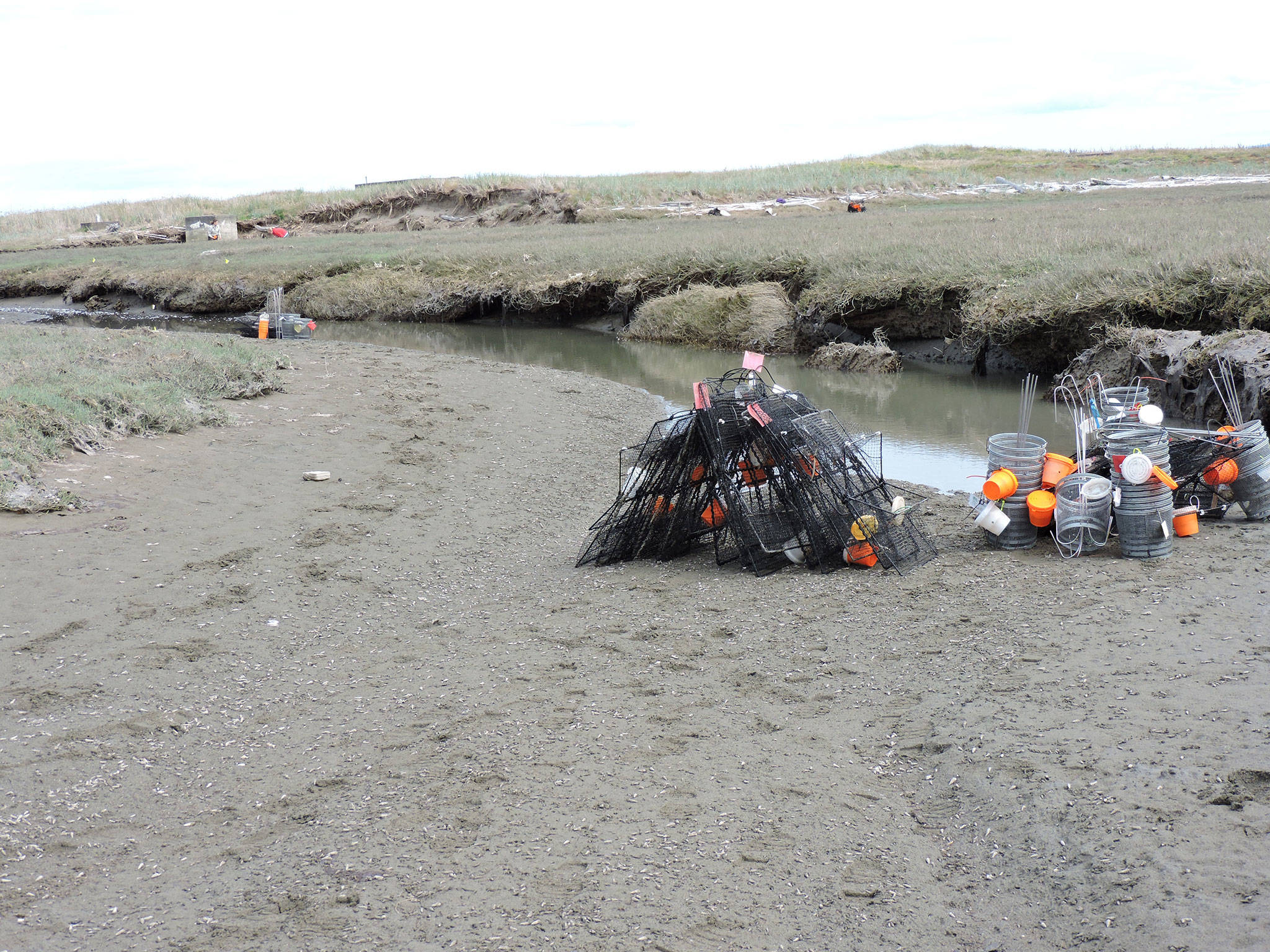 More than 100 traps have been placed on Dungeness Spit to capture European green crabs, considered one of the worst invasive species on the planet by scientists. (Lorenz Sollmann/Washington Maritime National Wildlife Refuge)