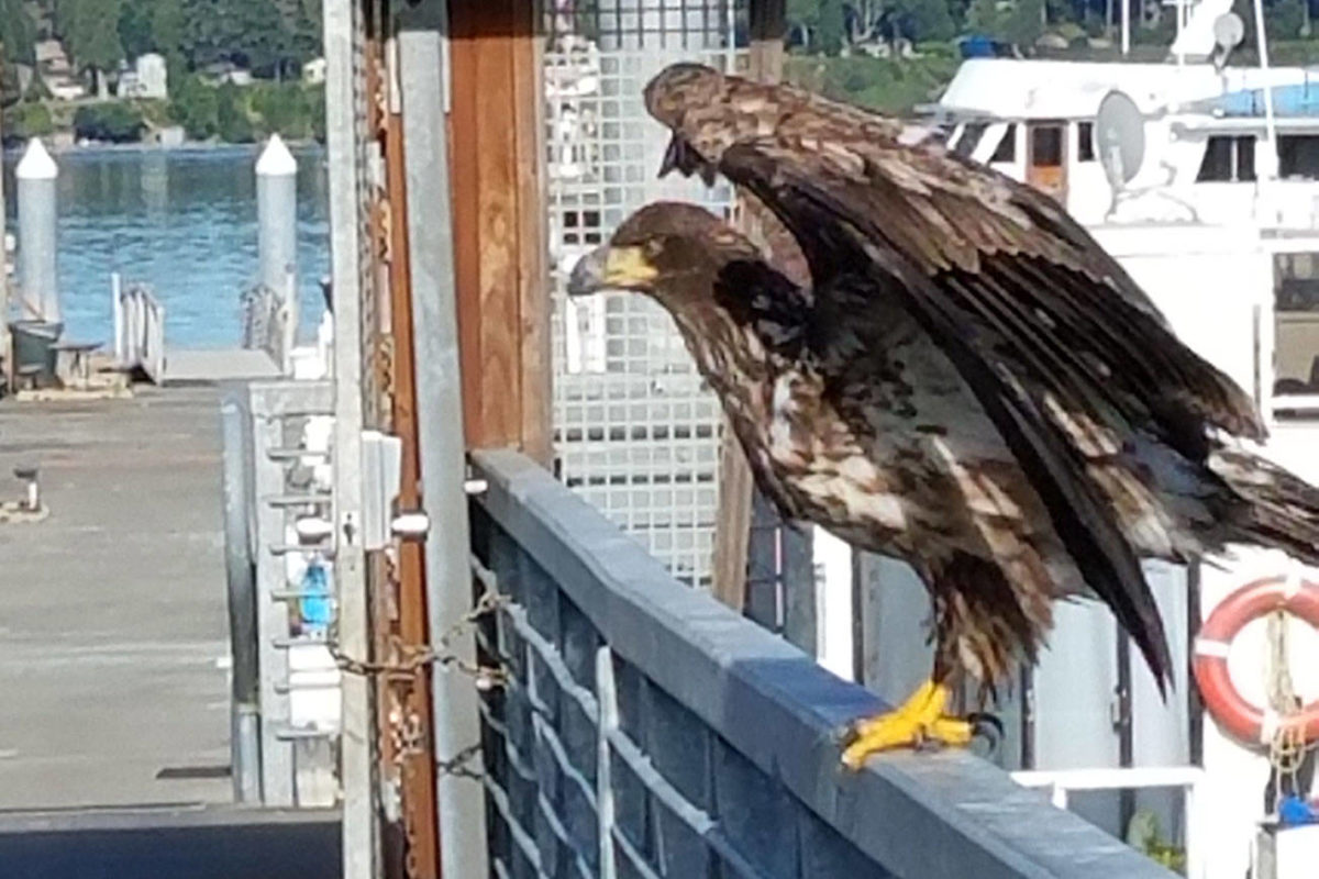 New docks, and eagle, at Brownsville Marina Kitsap Daily News