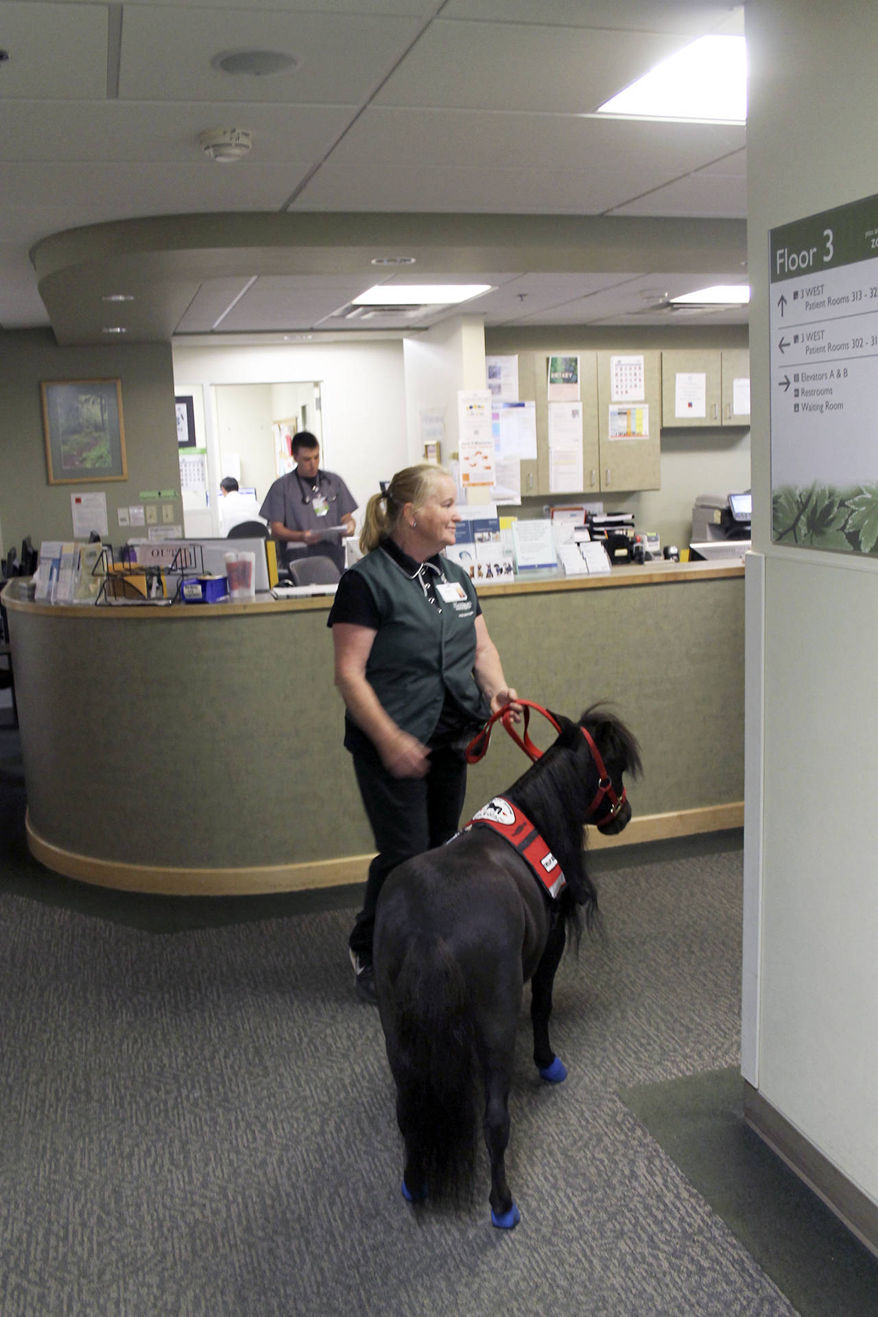 At the hospital nursing desk, Diesel and his trainer, Eileen Watland, wait for Edith Enns, an integrative health practitioner, to join them on their rounds.                                Terryl Asla/Kitsap News Group
