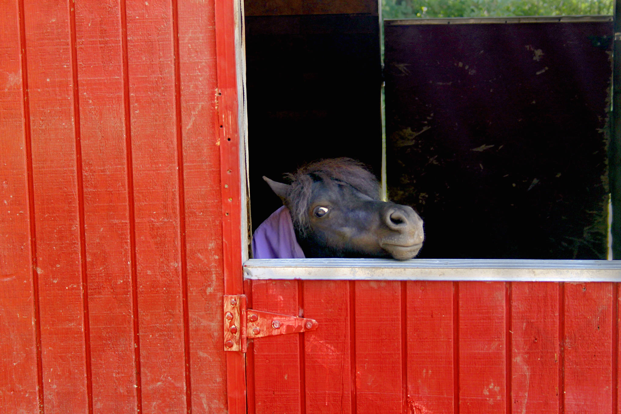 You can call him “small” or “tiny,” but don’t call Diesel a pony. He’s a miniature horse. Think “Black Beauty” meets “Honey, I Shrunk the Kids.” He’s about the size of a large dog. He’s also very special because he was the first registered therapy horse in the Northwest, according to his trainer.                                Terryl Asla/Kitsap News Group