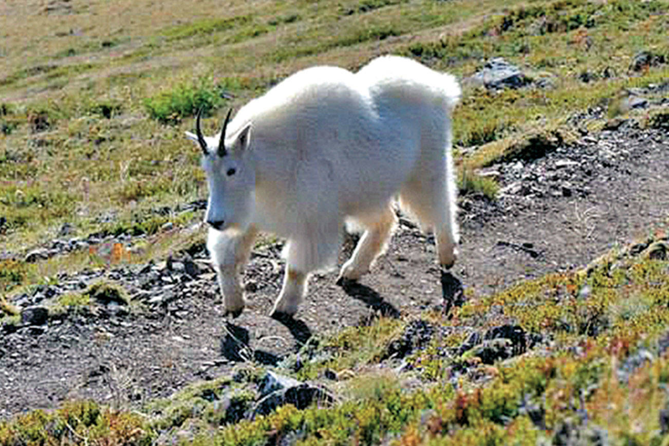Olympic National Park issues draft mountain goat plan; options include relocation, killing