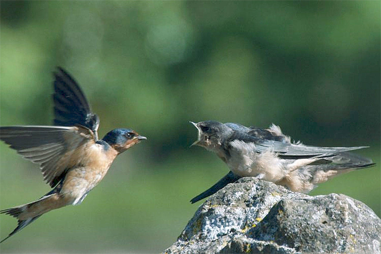 Prepare yourself before trying to identify birds