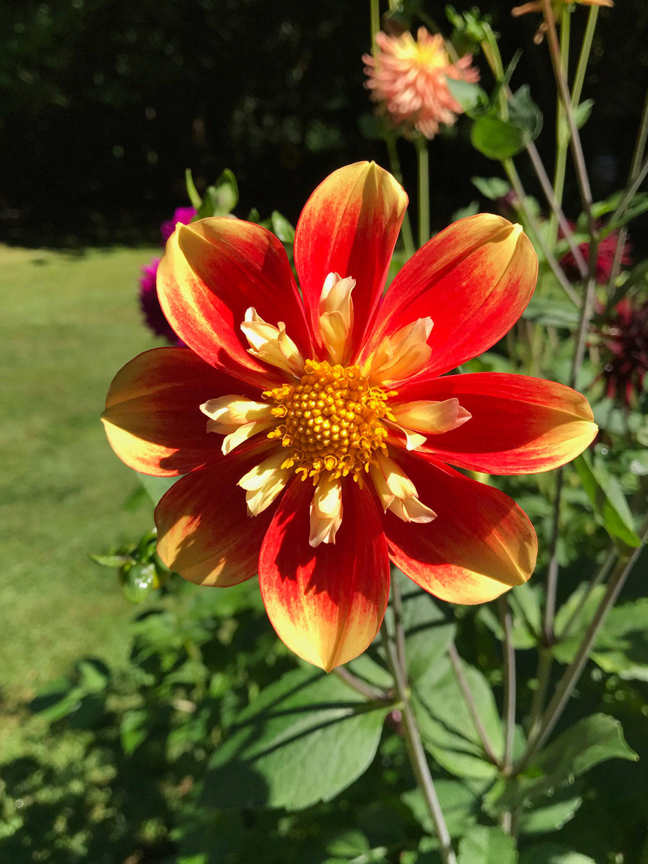 Dahlias: It’s the variety that lures them in