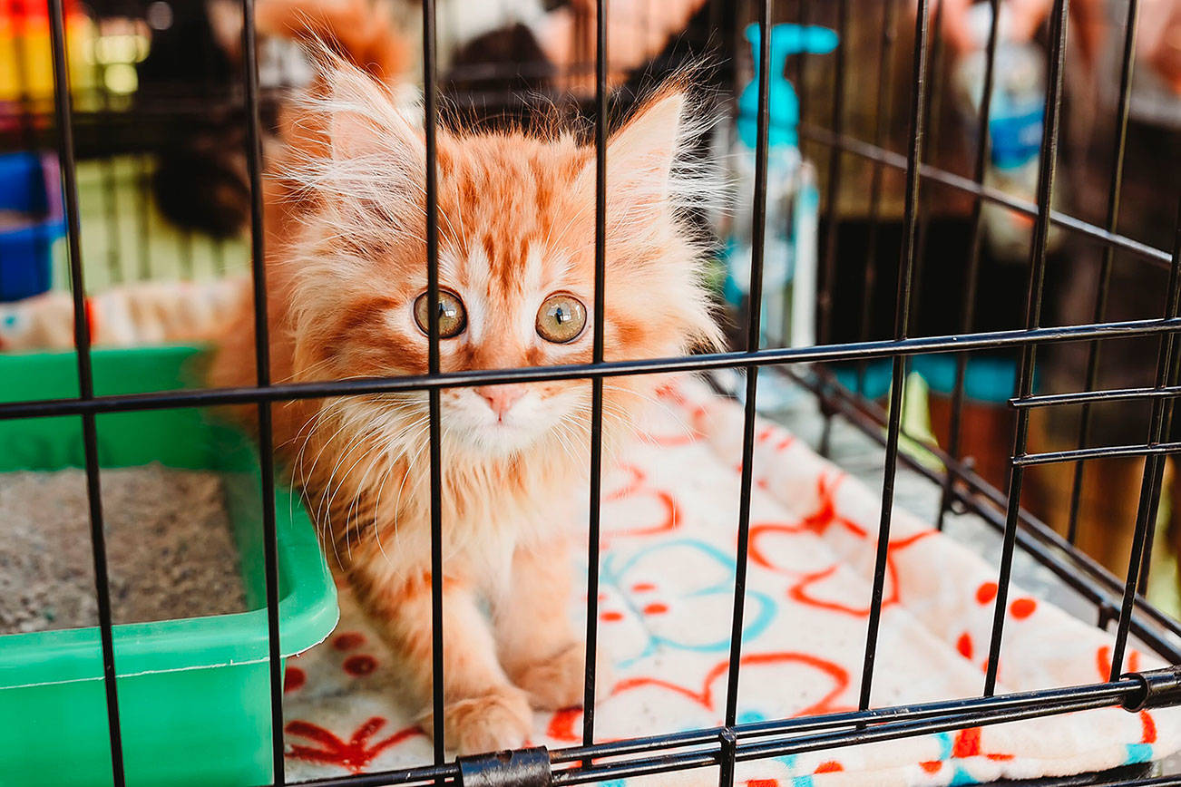 Cats will take over three city halls in Kitsap for a day: Poulsbo on Aug. 8, Bainbridge Island on Aug. 15 and Port Orchard on Aug. 29.                                Fiona Margo / Courtesy photo