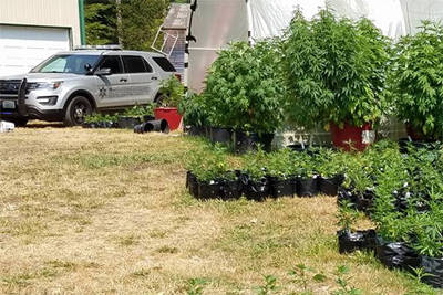 Deputies seize $4 million worth of illegal marijuana plants