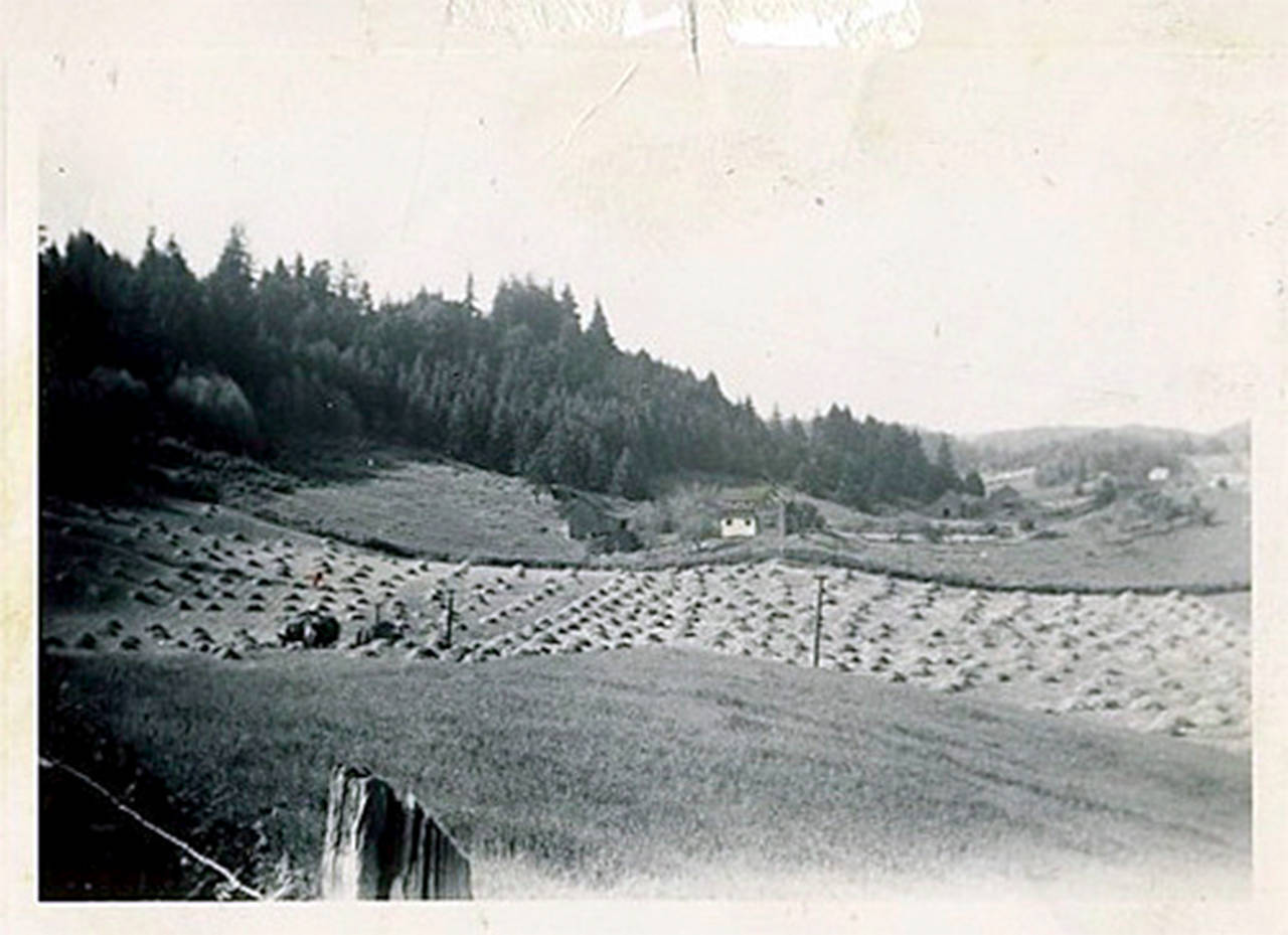 Back in the early 20th century, the area where the house is now was outside the Poulsbo City Limits and looked like this. Much of the area shown is where Poulsbo Village is today.                                Contributed