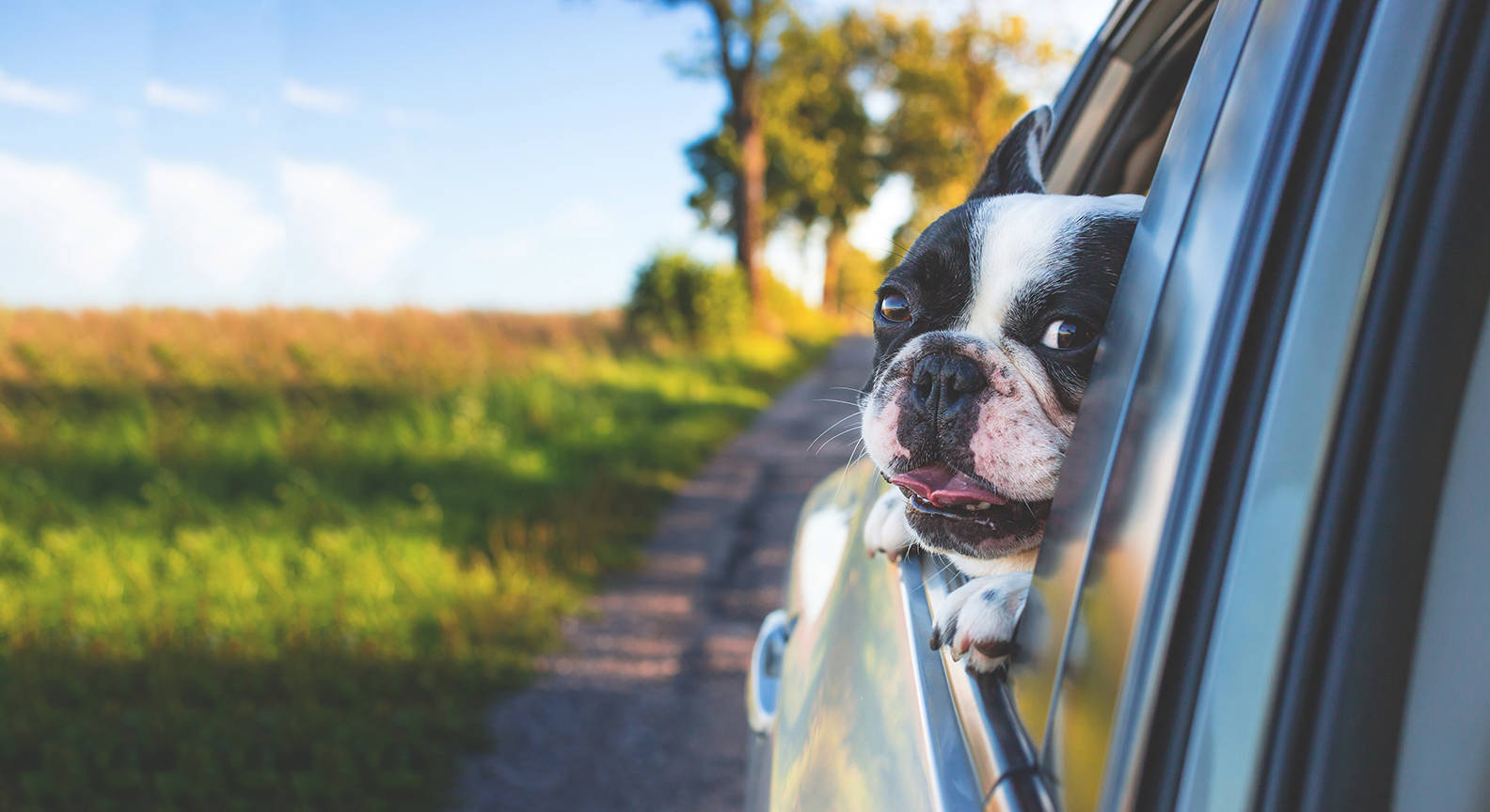 Make sure your pet has plenty of air when riding in the car. And do not leave pets in the car in the heat, even with the windows cracked a space.