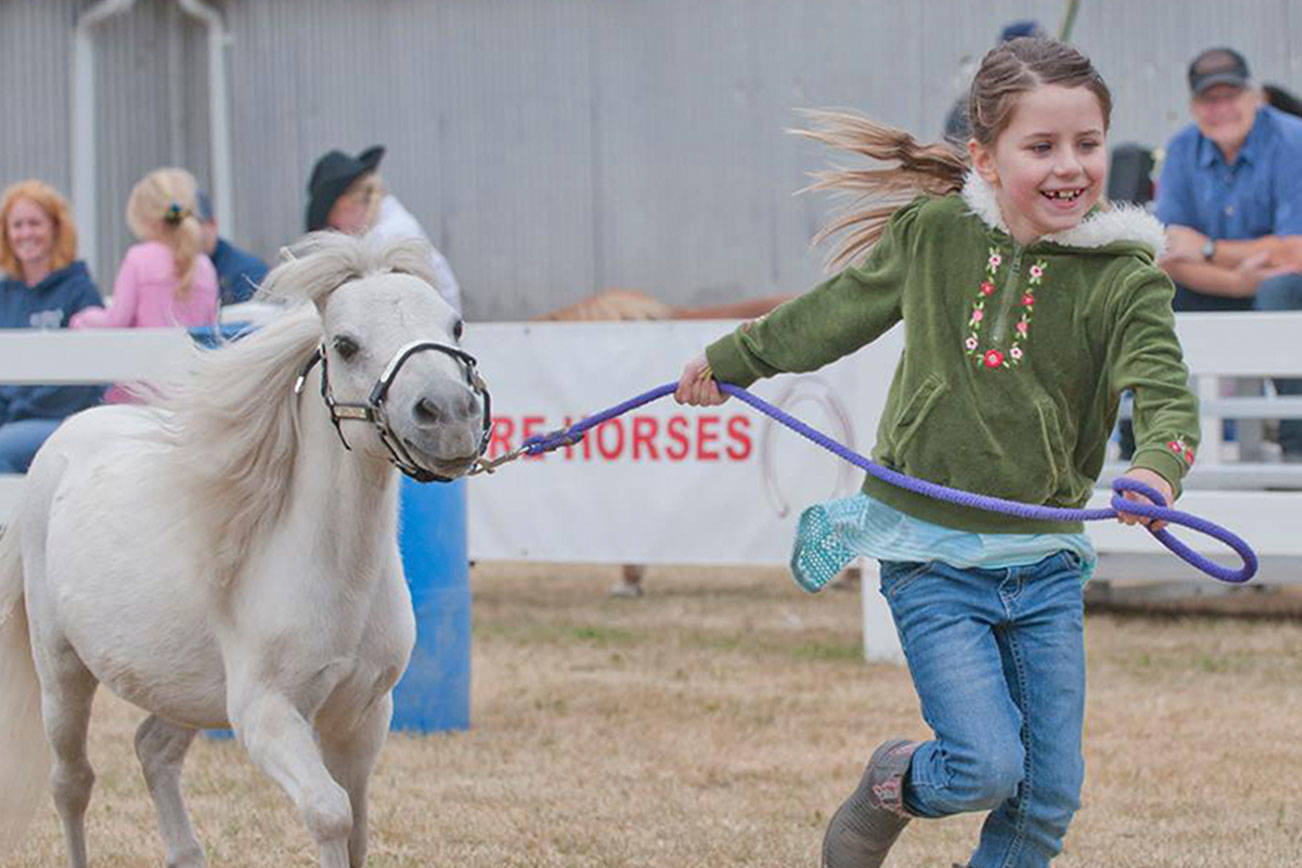 Mini horses are a highlight again this year | Kitsap County Fair & Stampede