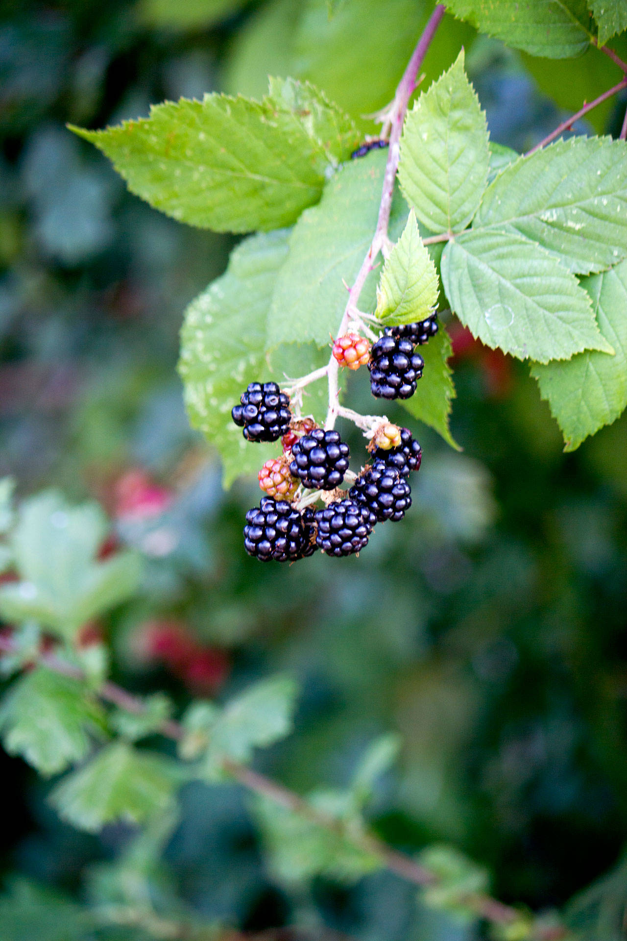 Taste the excitement of the Blackberry Festival | Kitsap Weekly