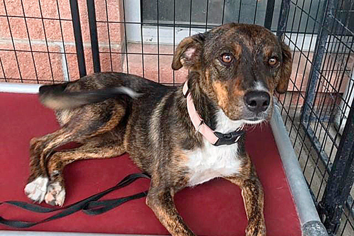 Kitsap Humane Society takes in dogs from hurricaneaffected shelters