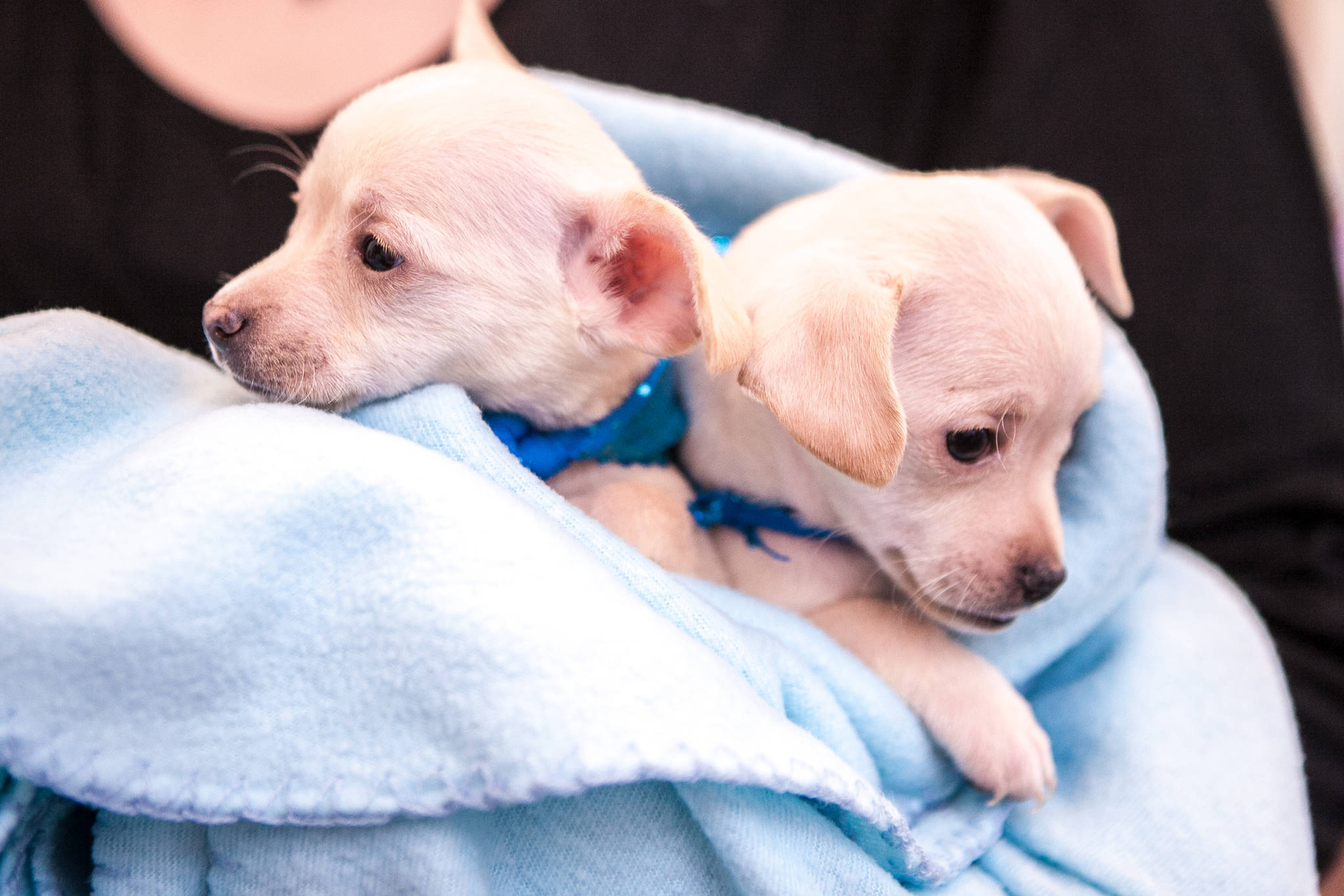 Some really small puppies were the guest of honor at the KHS Animal Krackers event last week.