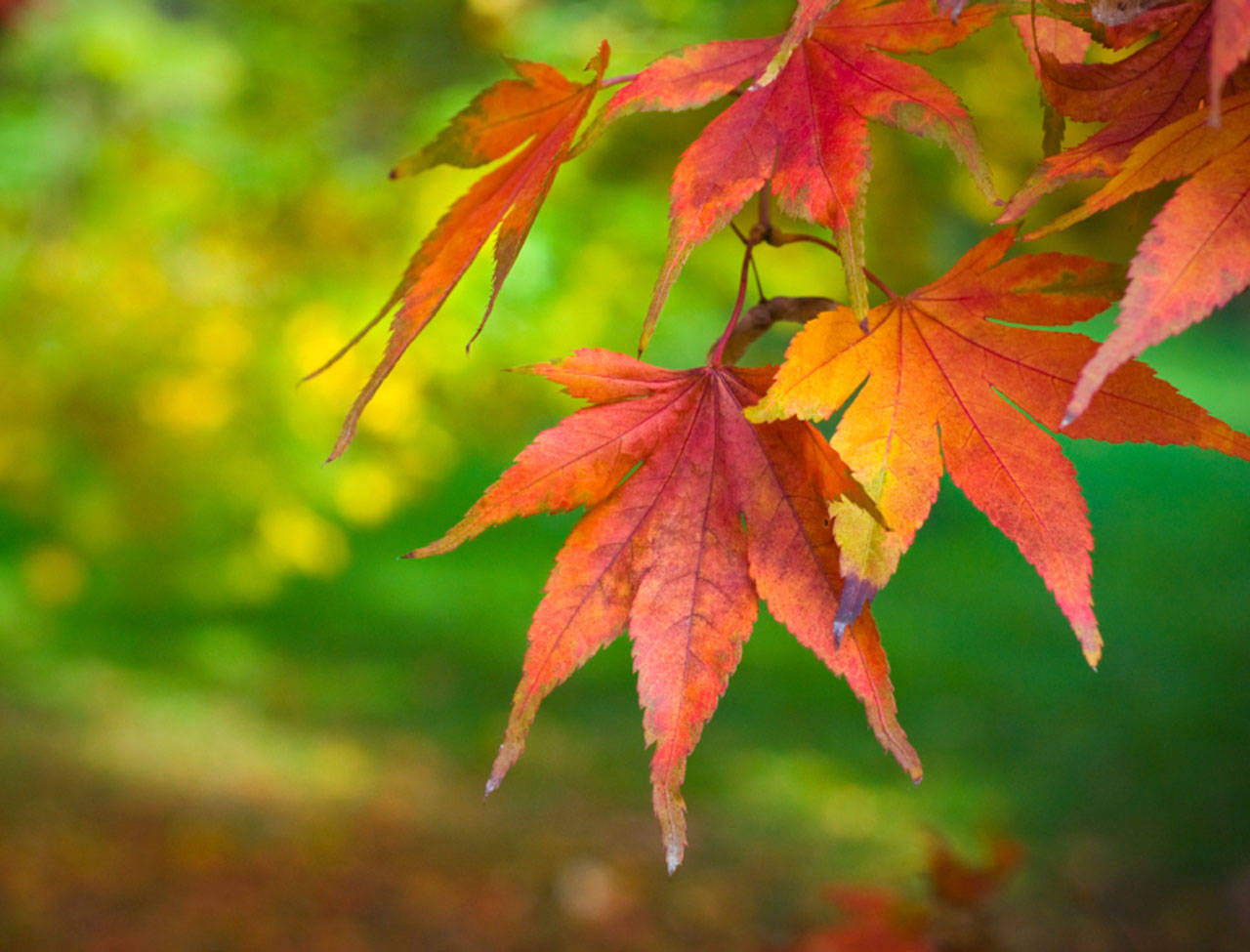 Multi-colored fall leaves are pretty to look at but homeowners need to remember to clear gutters of them. Contributed photo