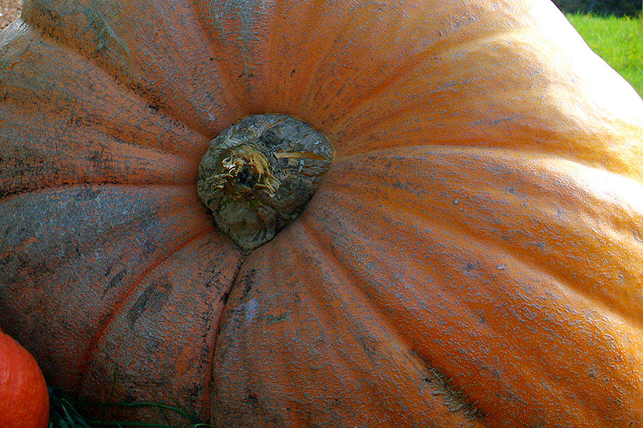 Picking pumpkins, sighting squash and looking at leaves: Fall in love with autumn accoutrements round Kitsap