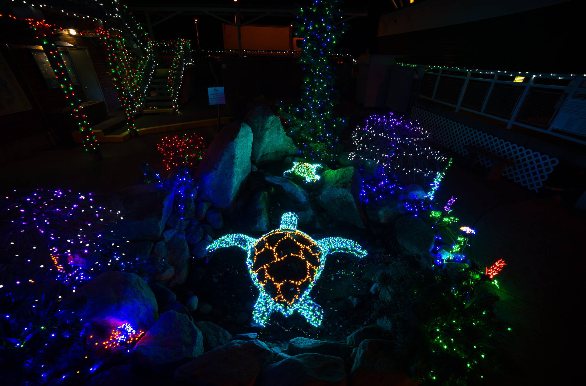 Holiday lights form sea turtles.
