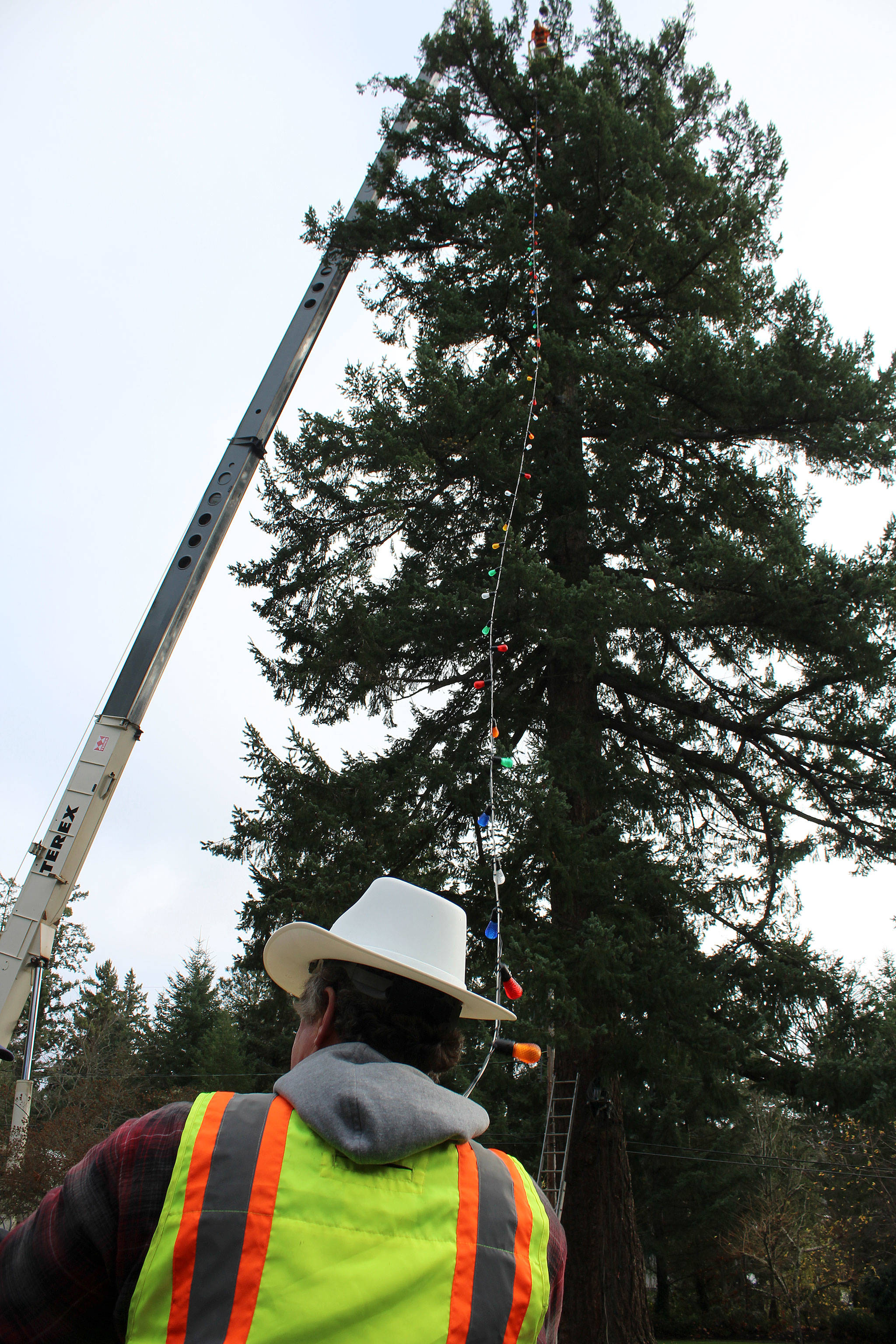 The lights were strung on the giant community tree with the help of Millican Crane Services.                                Michelle Beahm / Kitsap News Group
