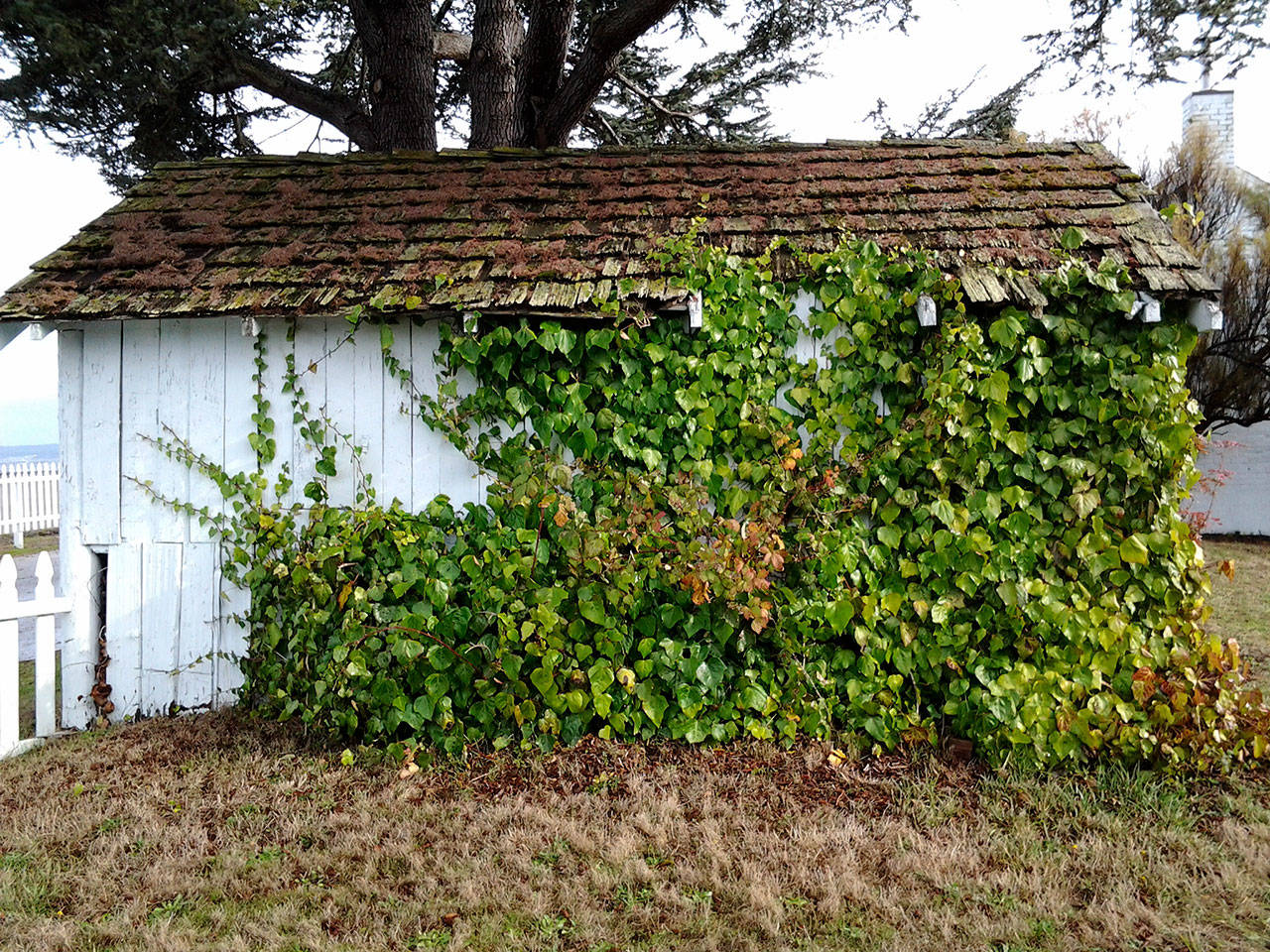 Ivy climbs the outside of a garage, now unused, next to the Maggs House. (Richard Walker/Kitsap News Group)                                 Ivy climbs the outside of a garage, now unused, next to the Maggs House. (Richard Walker/Kitsap News Group)