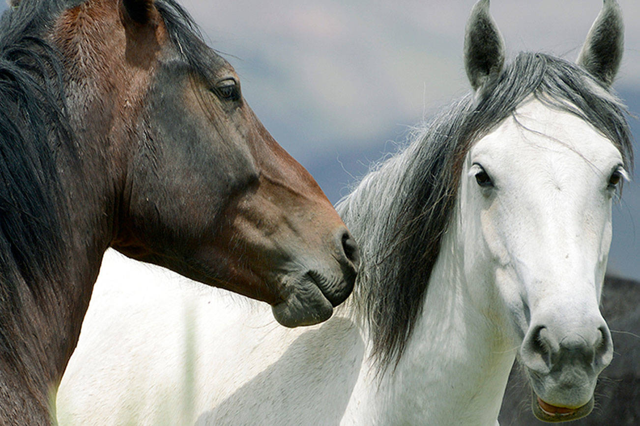 Wild horses are the focus of Kingston woman’s work